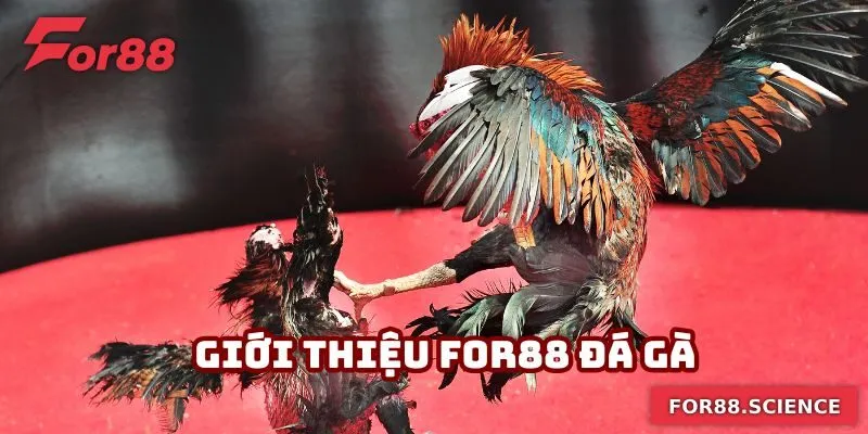 Giới Thiệu For88 - 4 Siêu Phẩm Cá Cược Xanh Chín Năm 2025 Sảnh đá gà là lựa chọn nổi bật tại nhà cái uy tín